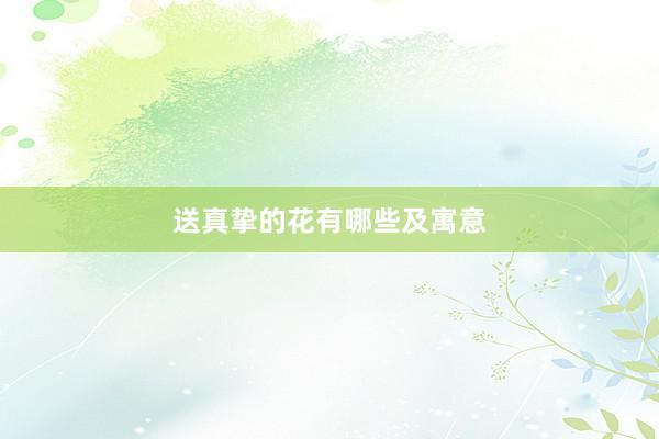 送真挚的花有哪些及寓意